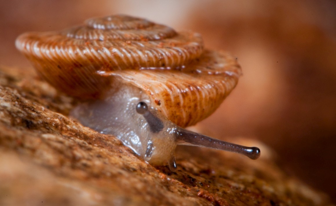 H Dois Carac is Que S o nicos Da Serra Da Arr bida Biodiversidade h-dois-carac-is-que-s-o-nicos-da-serra-da-arr-bida-biodiversidade