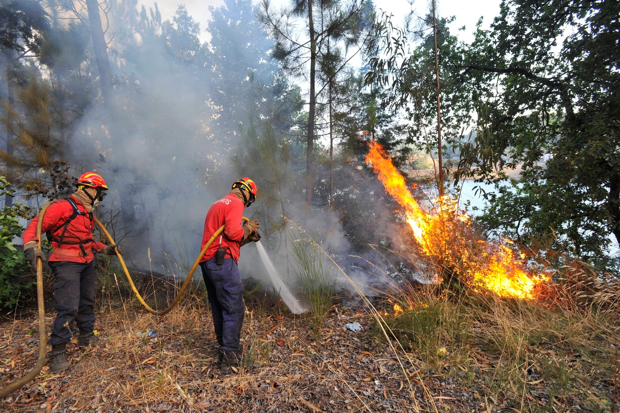 Incêndios florestais. 50 incêndios activos em Portugal