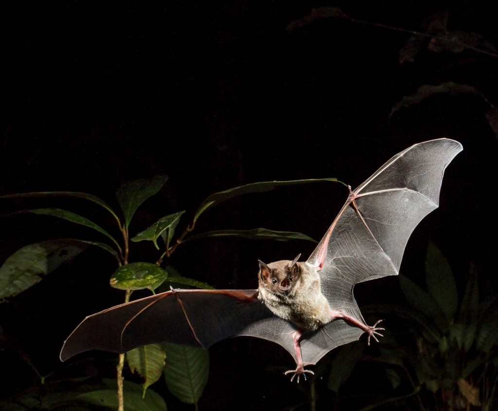 Um morcego da espécie <i>Phyllostomus discolor</i> em pleno voo