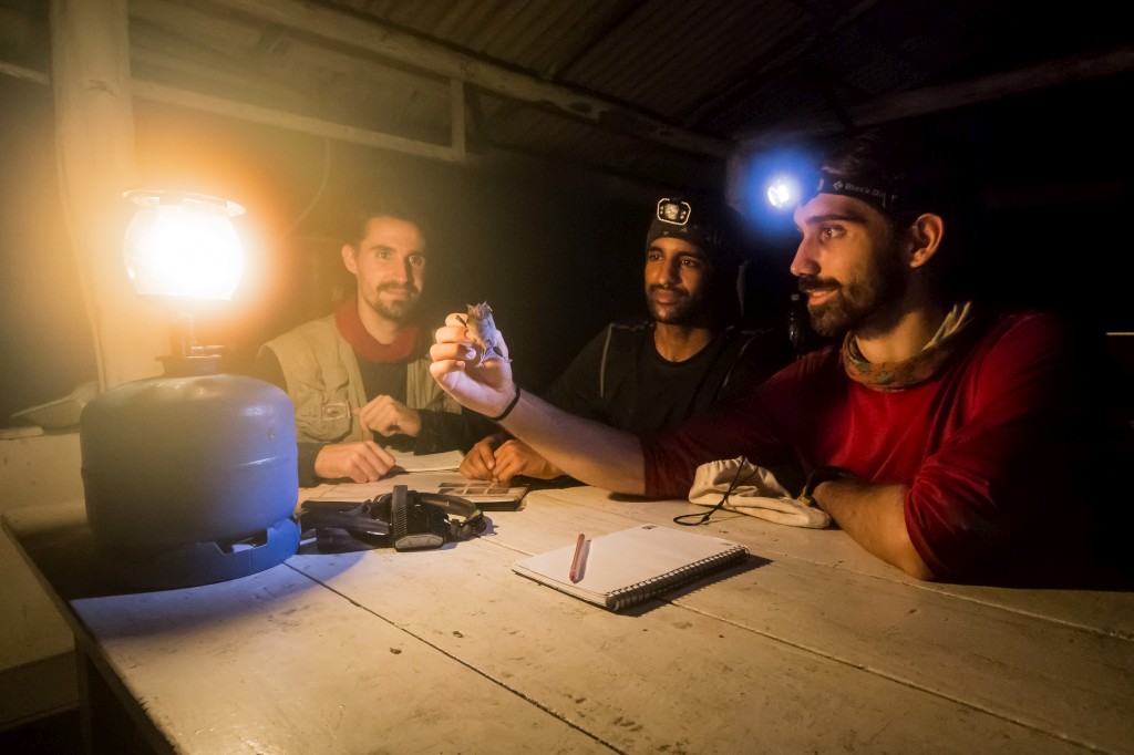 O fotógrafo Oriol Massana e os biólogos Ricardo Rocha e Adrià López Baucells observam um morcego da espécie <i>Carollia perspicillatta</i>