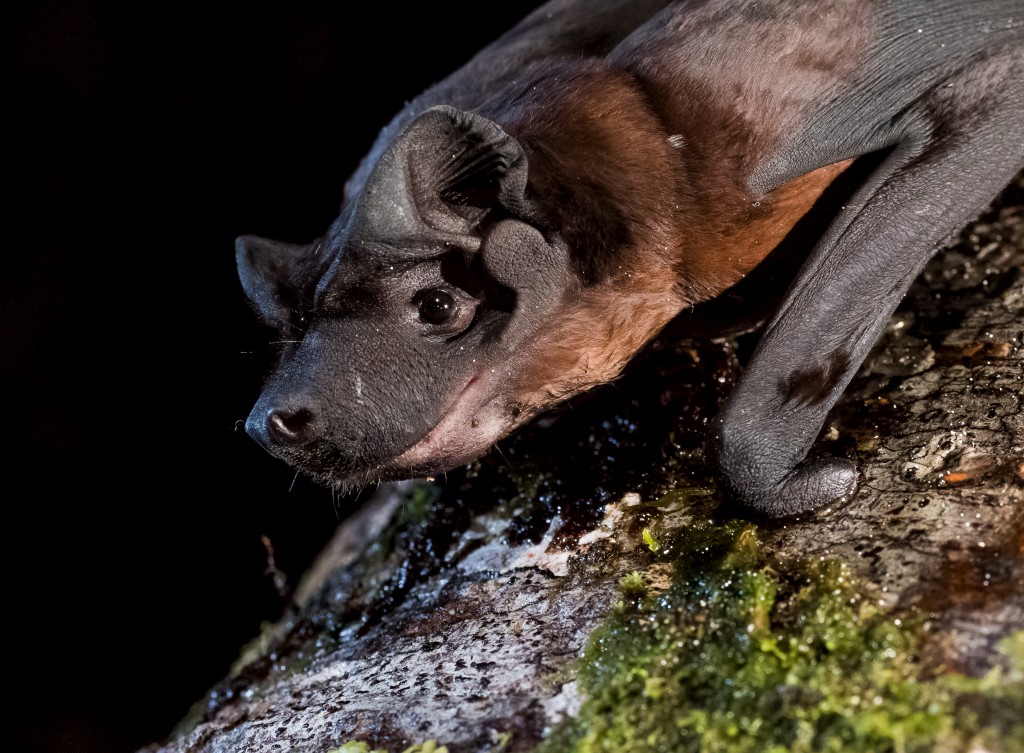 Um morcego <i>Cynomops</i>