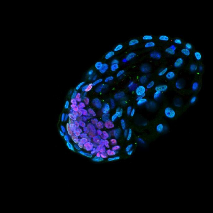 Embrião de ratinho na fase de blastocisto, quando tem apenas alguns dias