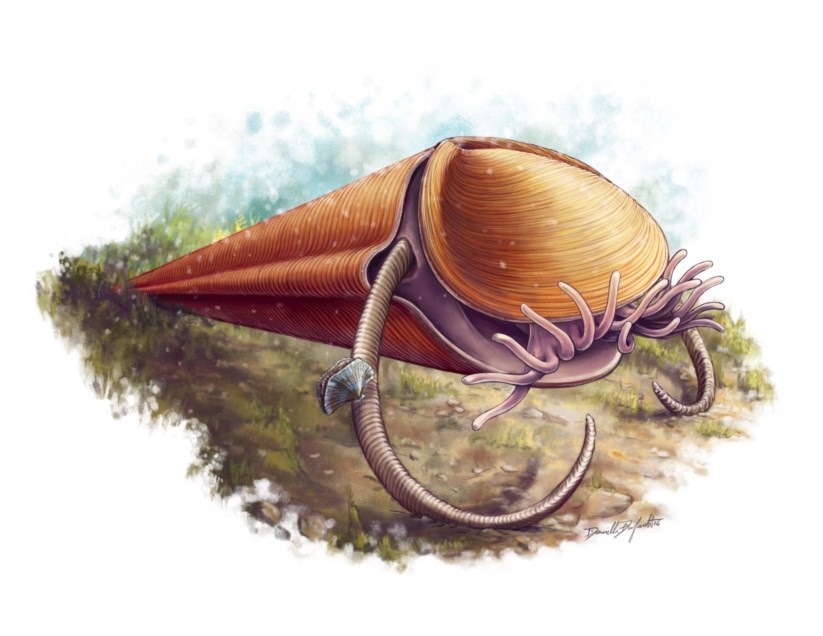 Ilustração do hiolito <i>Haplophrentis</i> a mostrar os tentáculos que usava para apanhar comida e o par de “braços” com que se elevava do solo marinho