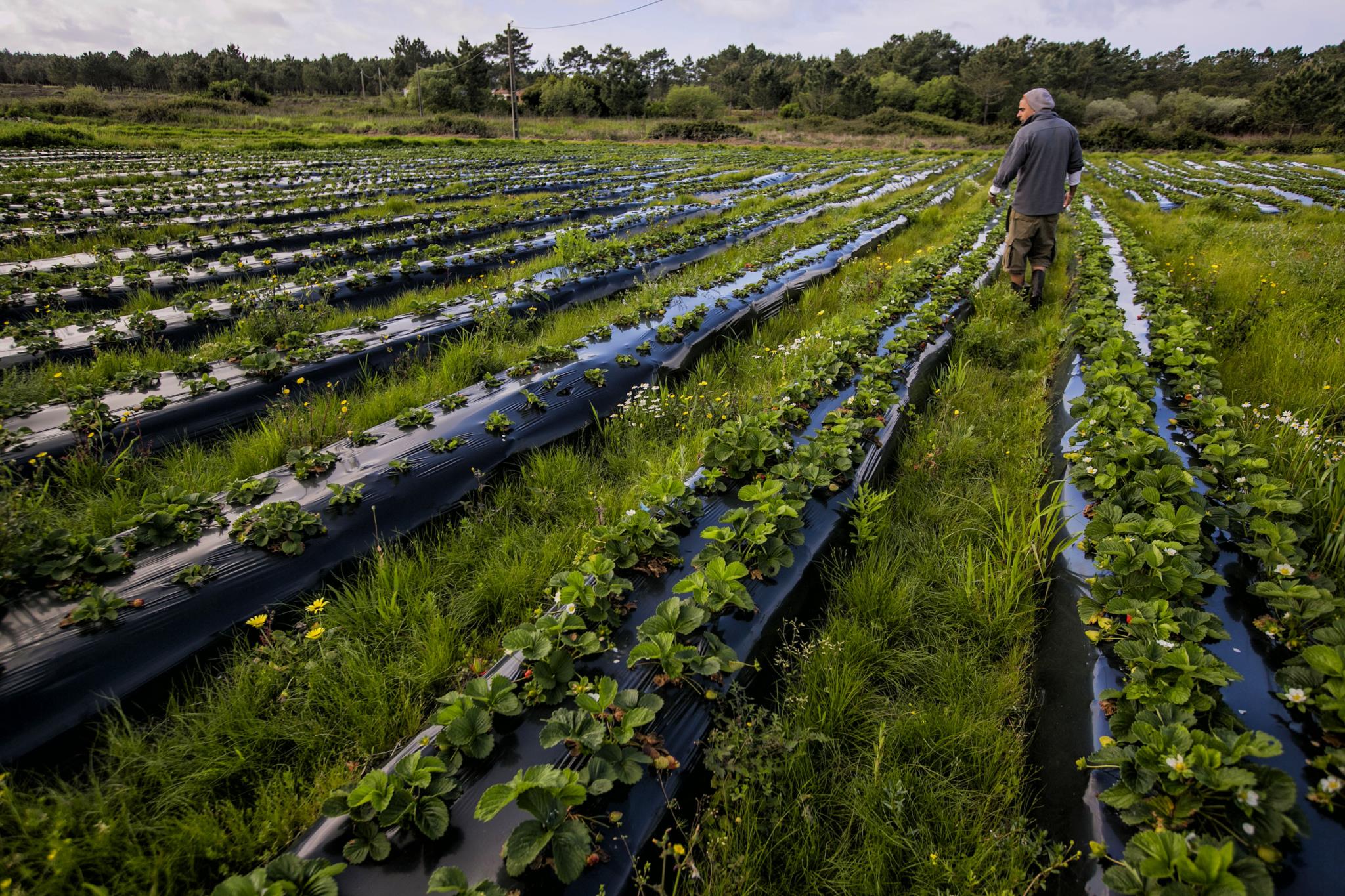 Agricultura. Governo apresenta em Março Estratégia