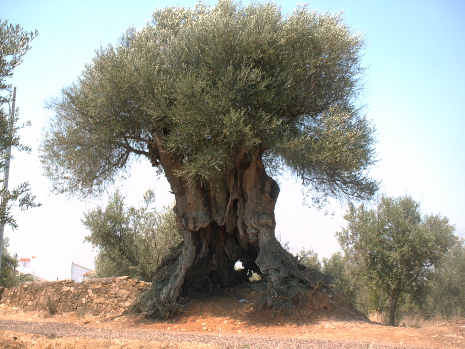 Oliveira, la più vecchia del Portogallo, nacque 3350 anni fa