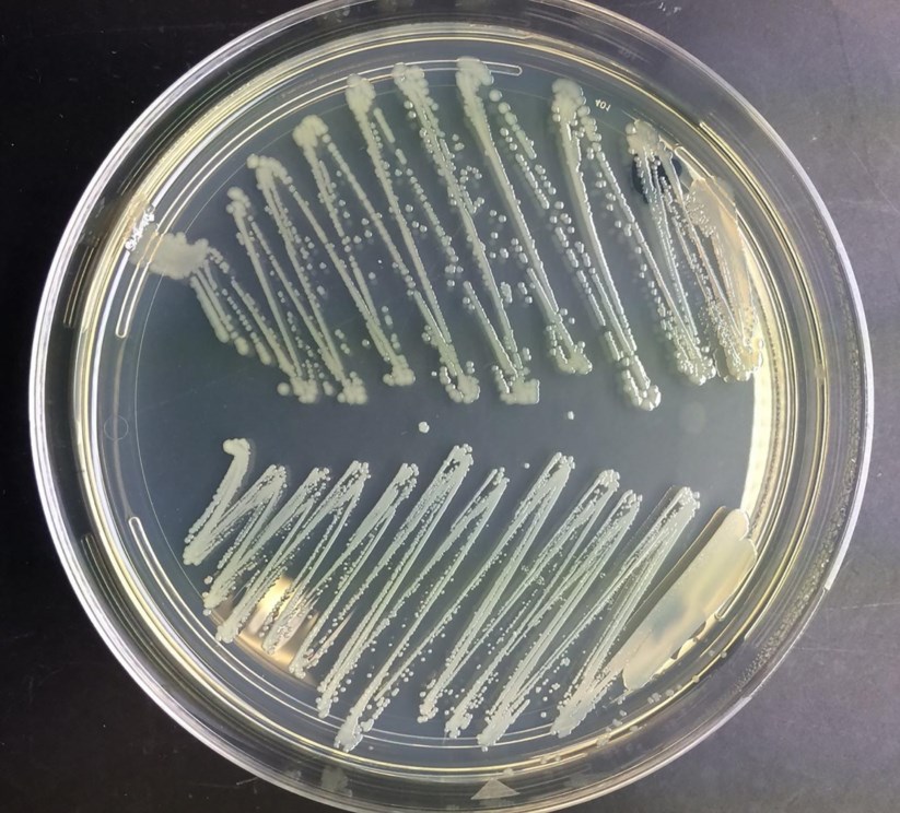No topo, bactérias <i>Escherichia coli</i> e, na parte de baixo,
<i>Staphylococcus aureus</i>