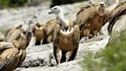 Abutres da Península Ibérica em risco se fármaco for autorizado, alertam cientistas