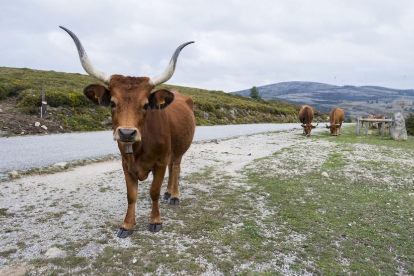 Portugal tem muitas vacas castanhas, mas não dão chocolate