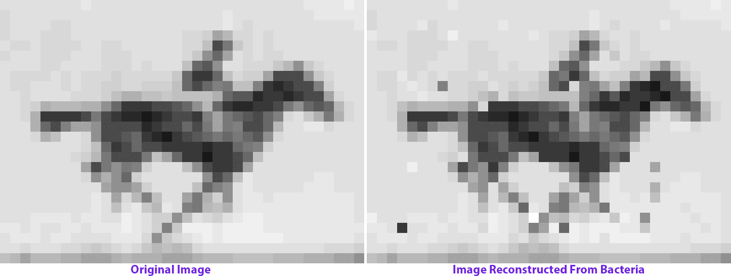 À esquerda está a série de planos com a égua a galope que foi inserida na bactéria e à direita a imagem recuperada após sequenciar o genoma