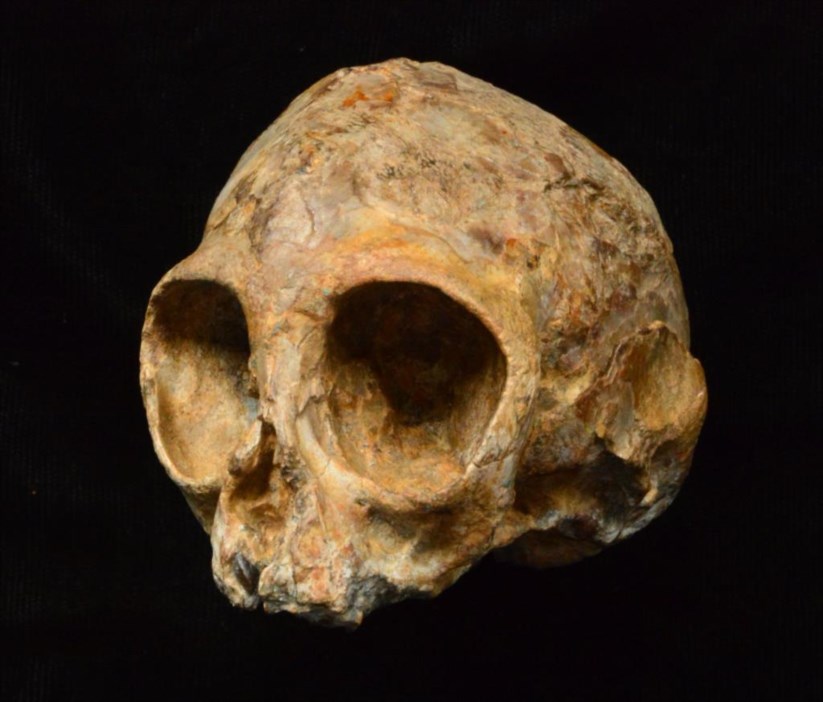 Crânio da espécie de símio <i>Nyanzapithecus alesi</i>