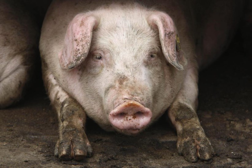 Espera-se que os porcos sejam um dia uma fonte de órgãos para transplantes
