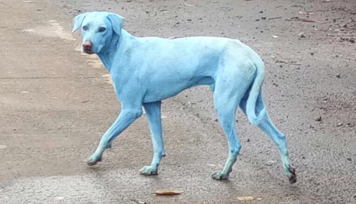 Imagens registadas pela associação de protecção de animais local