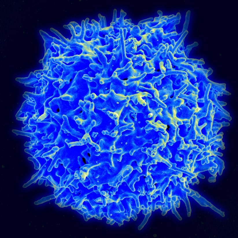 Linfócito T, uma célula imunitária que o novo medicamento recruta para combater o cancro