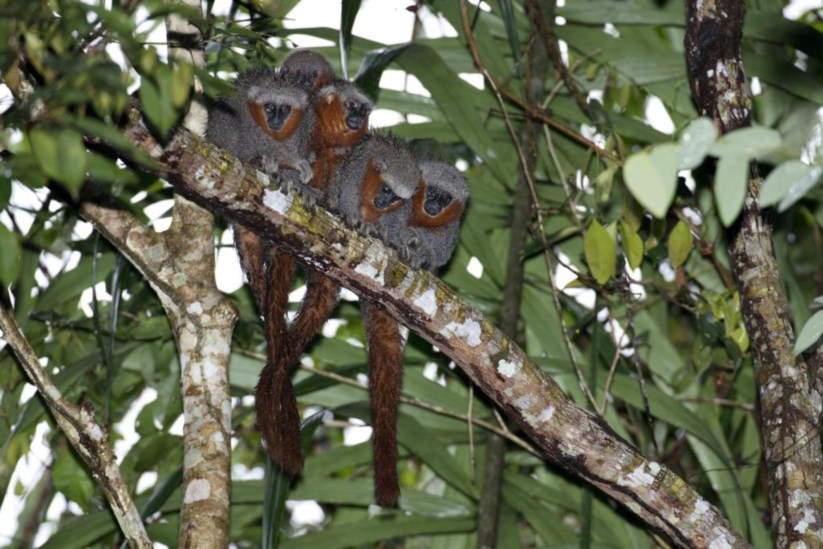 O macaco Zogue Zogue Rabo de Fogo