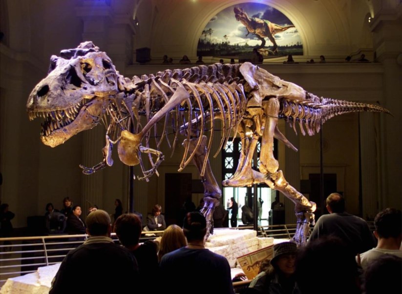 O esqueleto do T-rex <i>Sue</i>