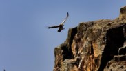 No abismo da extinção, Quercus alerta para “importância ecológica” dos abutres