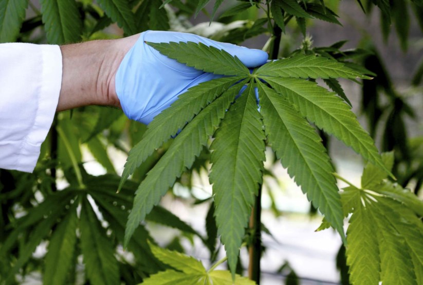 “A planta da cannabis tem inúmeros efeitos medicinais que podem e devem ser colocados ao serviço das pessoas”, diz a carta aberta