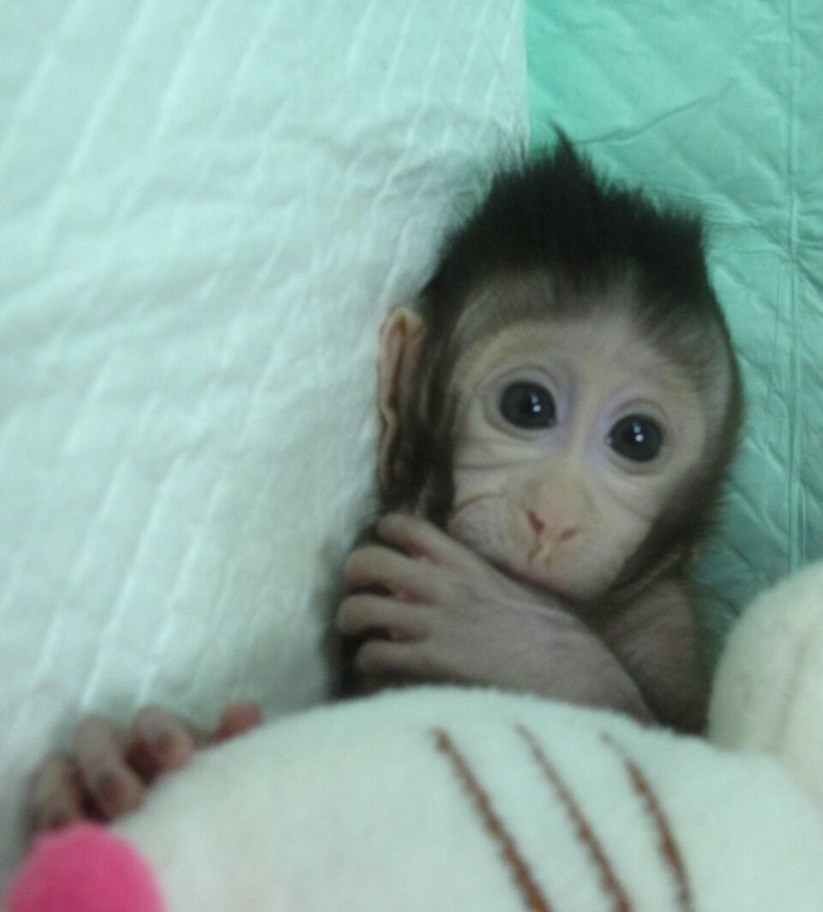 Resultado de imagem para primeiros primatas clonados com a técnica de Dolly