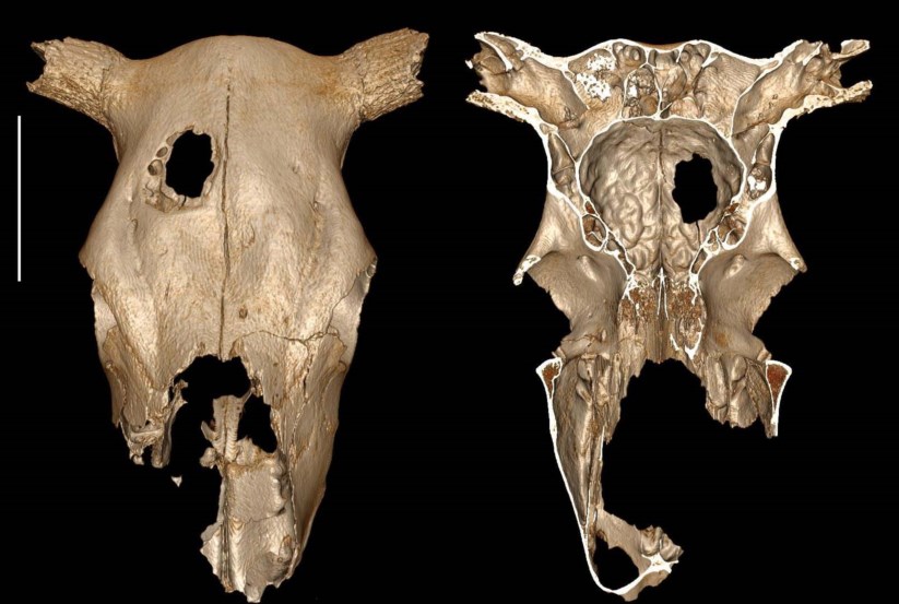 Resultado de imagem para Quando Ã© que se fez a primeira cirurgia num animal?