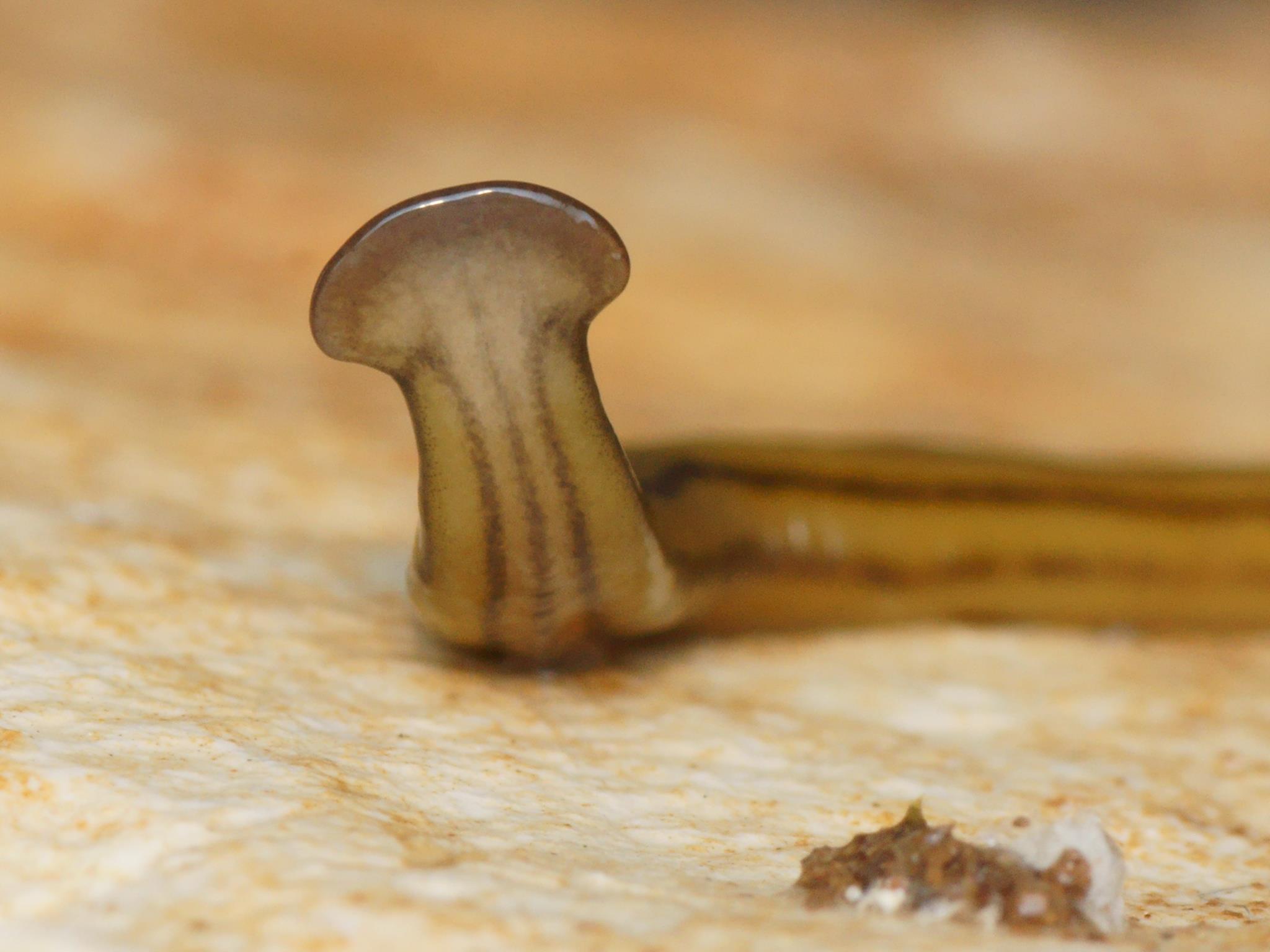Resultado de imagem para Cientistas descobrem em FranÃ§a vermes gigantes jÃ¡ encontrados nos AÃ§ores