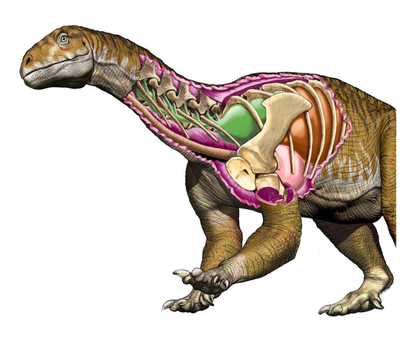 Resultado de imagem para Afinal, os dinossauros gigantes apareceram muito antes do que se pensava
