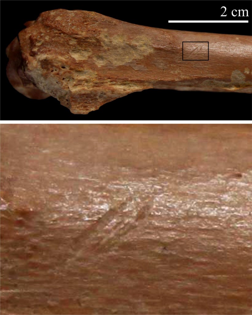Resultado de imagem para Ferramentas de pedra indicam que os nossos antepassados chegaram mais cedo ao Norte de Ãfrica