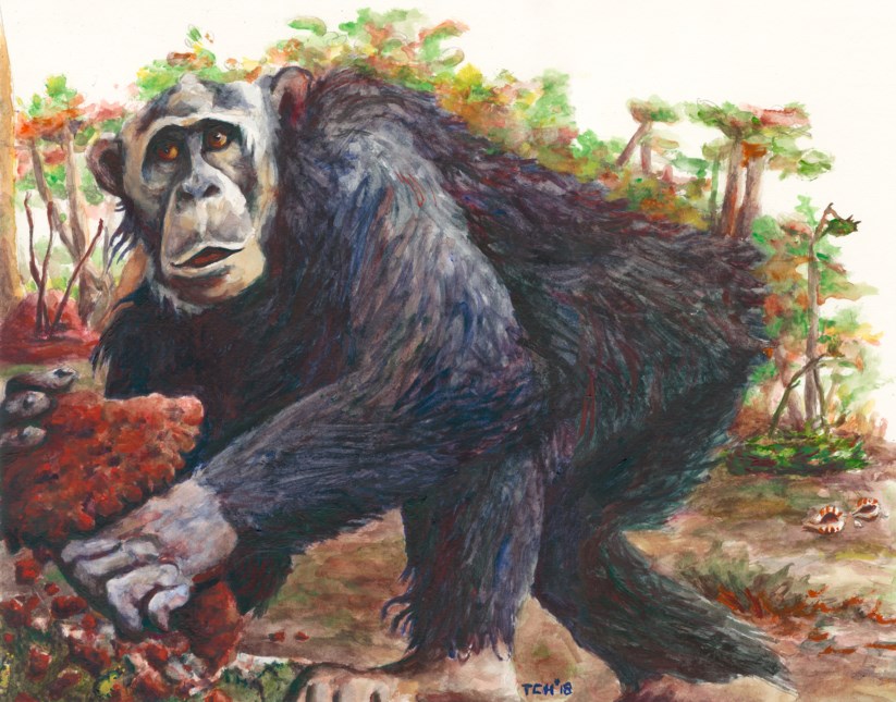 Resultado de imagem para Descoberta uma nova forma de cultura entre chimpanzÃ©s