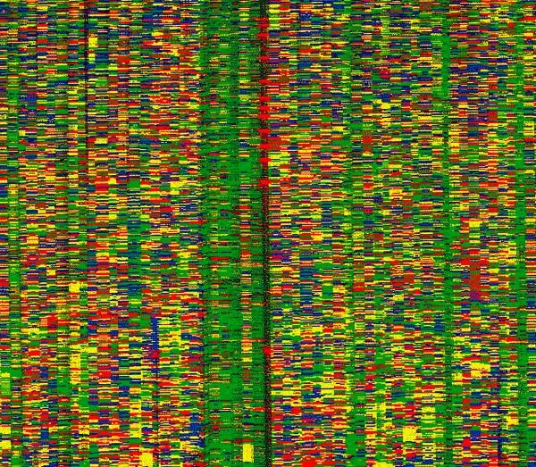 O mapa das letras que compõem o código genético humano
REUTERS