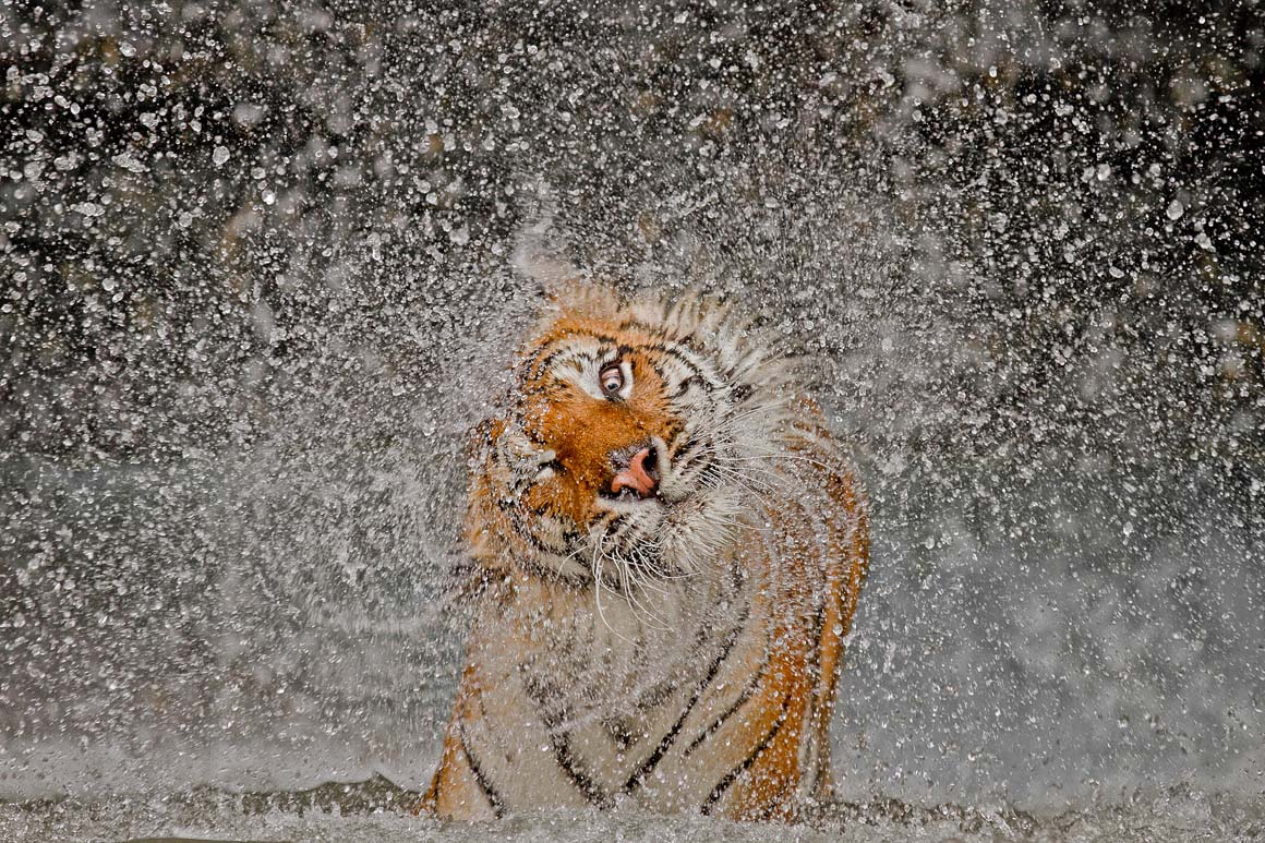 Conservação da natureza As imagens do ano premiadas pela National