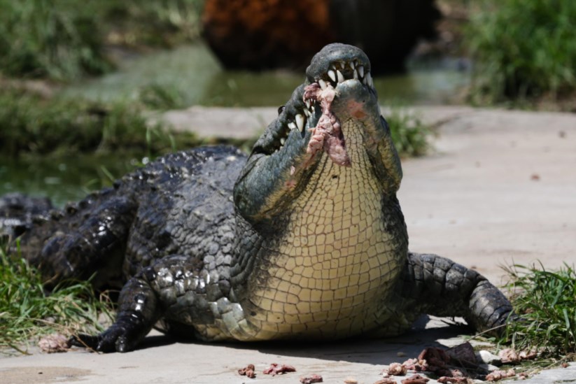 Image result for 40 magnÃ­ficos crocodilos cheias