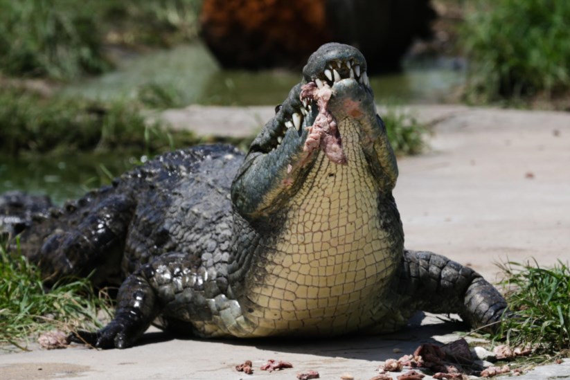 Image result for 40 magnÃficos crocodilos cheias