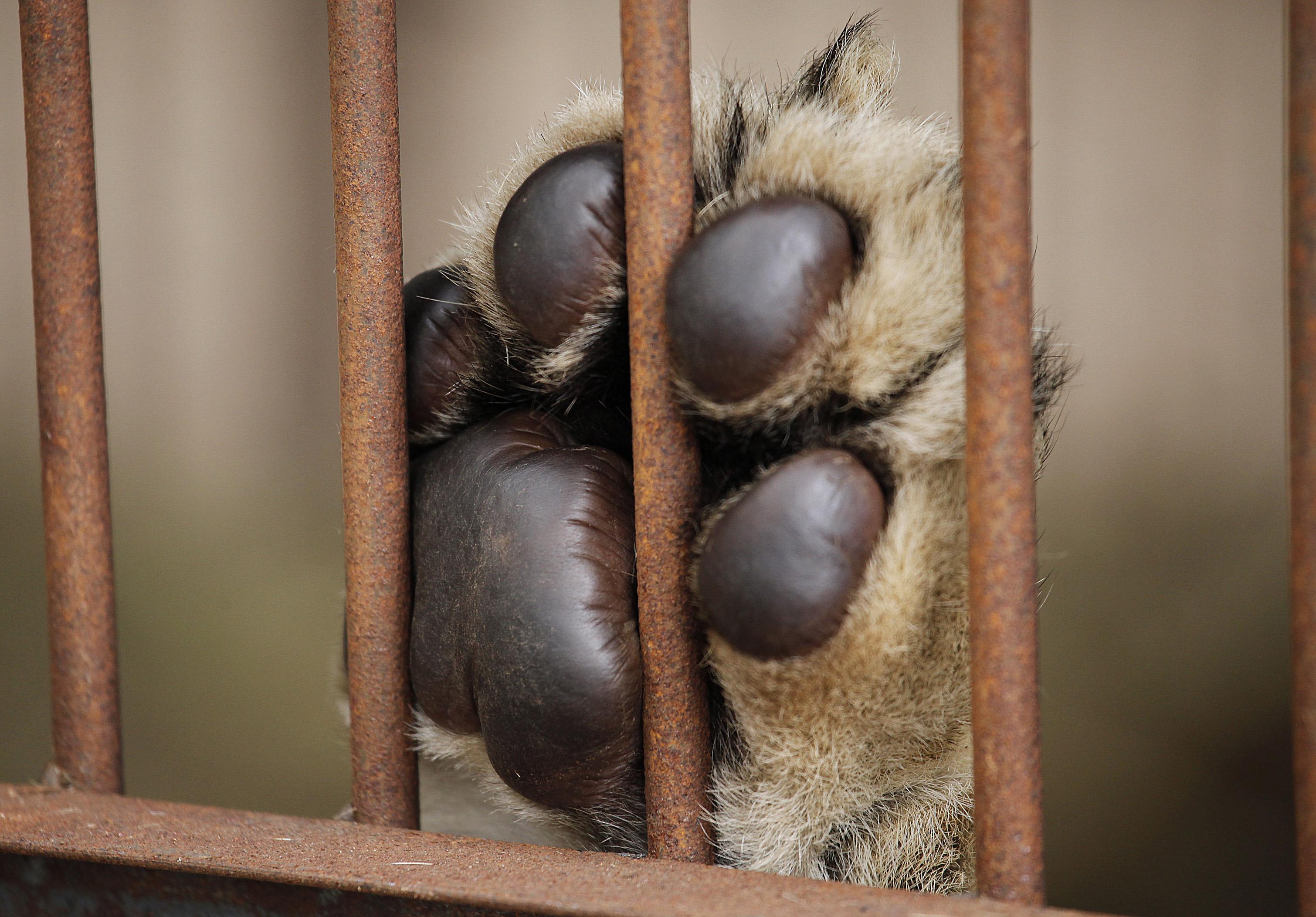 quarto jardim zoologico:Depois de girafa, zoo dinamarquês abate quatro leões – PÚBLICO quarto jardim zoologico:Depois de girafa, zoo dinamarquês abate quatro leões – PÚBLICO