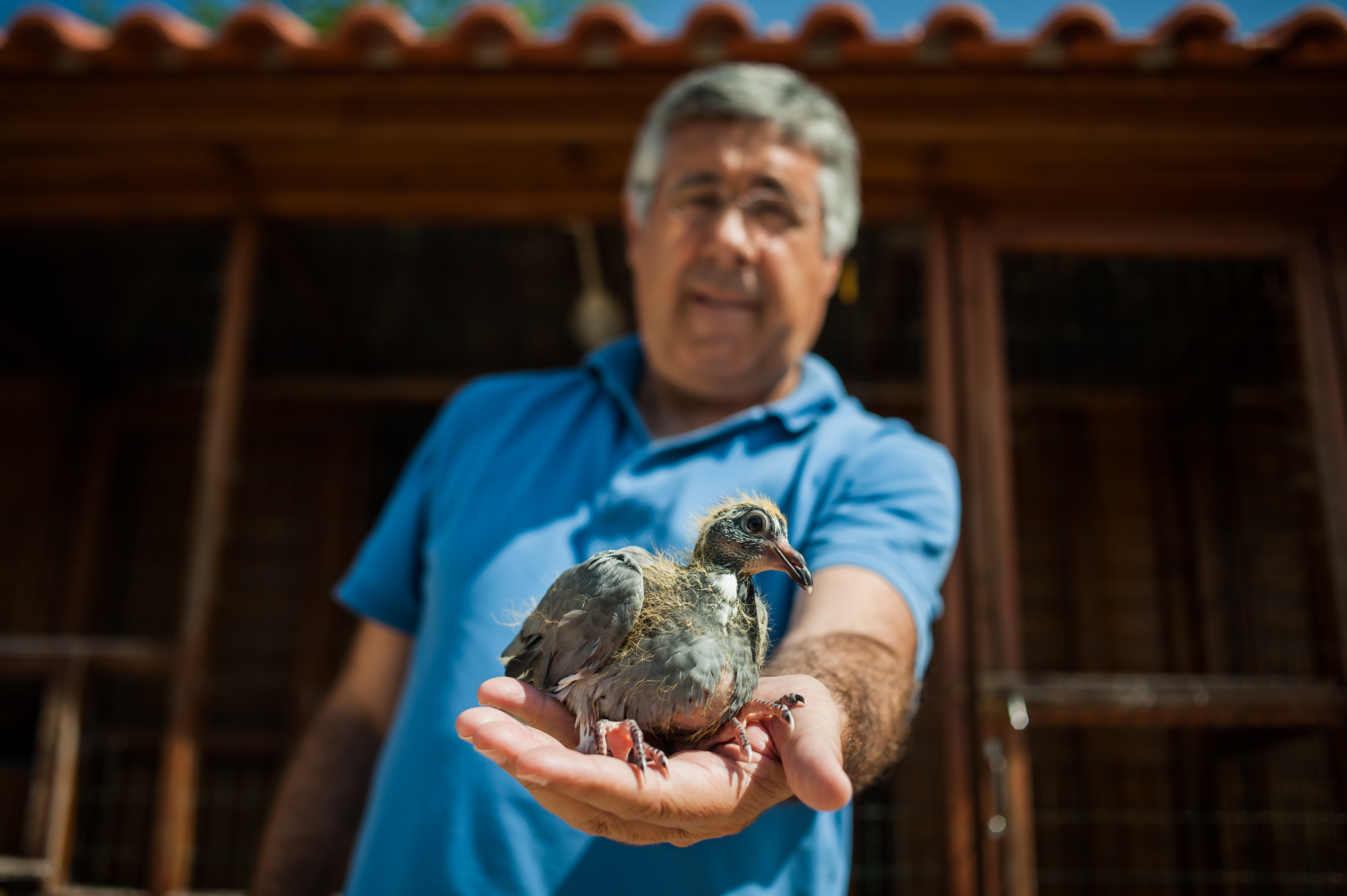 O Pombo de Natal leva correio para o Pai Natal. pombos postais em