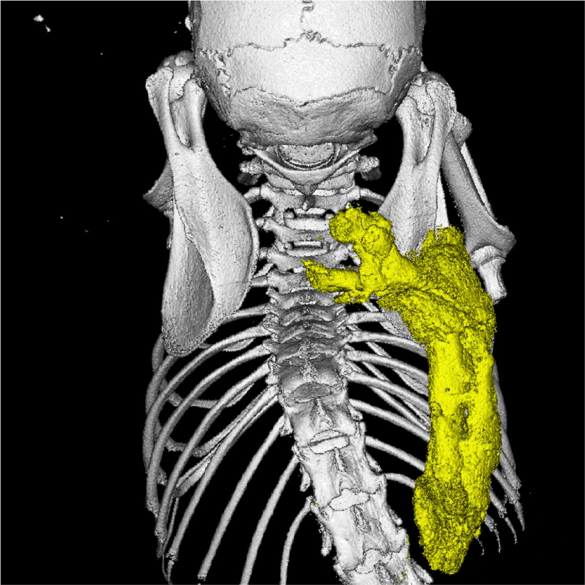 цель фоп в школе. схема структуры фоп до. ведение фоп бухгалтерии. фоп 7 класс. федеральная образовательная программа.